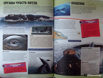 Большая книга животного мира