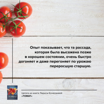 Лариса Кочелаева: Томат. Выращиваем, ухаживаем и едим