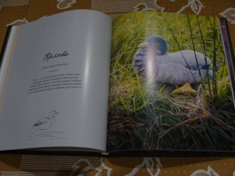 Клэр Гарланд: Лесные жители, связанные на спицах. 12 реалистичных игрушек