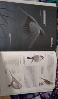 Дэвид Сибли: Каково быть птицей. О полетах и гнездовании, кормлении и пении. Как и чем живут самые известные птиц