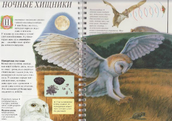 Джон Вудвард: Дискавери:  Акулы и другие хищники
