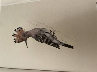 Бен Ротери: Тайны дикой природы