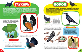 Анна Забирова: Птицы для малышей