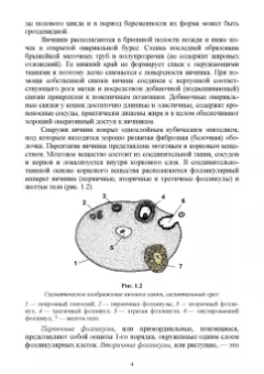 Дюльгер, Дюльгер, Седлецкая: Акушерство, гинекология и биотехника размножения кошек. Учебное пособие для вузов