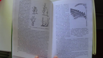 Владимир Цимбал: Растения. Параллельный мир
