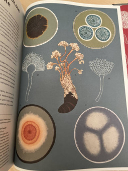 Гайя, Прескотт, Ли: Грибы