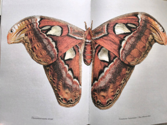 Бен Ротери: Загадочный мир бабочек