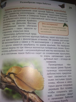 Людмила Соколова: Энциклопедия. Бабочки