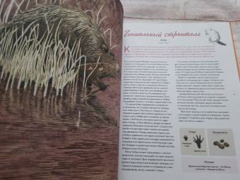 Стегман, Янсен: Наши соседи по планете. Рассказы о диких животных