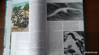 Михаил Жилин: Птичьи базары