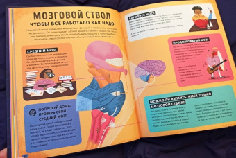 Тим Кеннингтон: Его величество мозг. Все самое интересное о работе мозга людей, животных и роботов