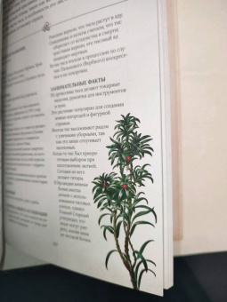 Джилл Дэвис: Тайный язык деревьев