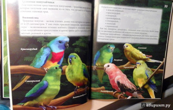 Ярослава Соколова: Попугаи