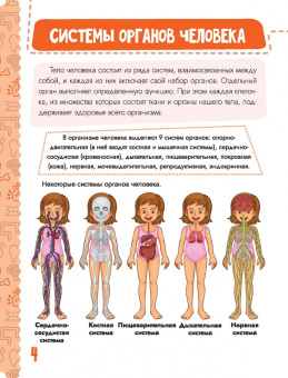 Попова, Пирожник: Тело человека
