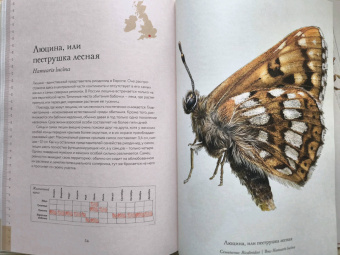 Бен Ротери: Загадочный мир бабочек