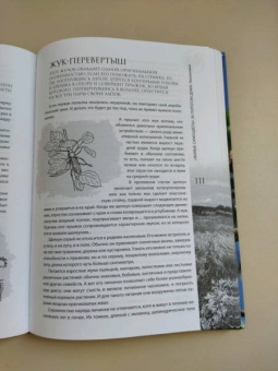 Анатолий Бернацкий: "Живые самоцветы" за порогом дома. Удивительные беспозвоночные