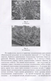 Константин Лактионов: Частное плодоводство. Косточковые культуры. Учебное пособие для СПО