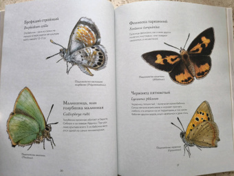 Бен Ротери: Загадочный мир бабочек