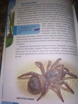 Мария Куруськина: Энциклопедия. Пауки