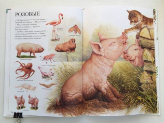 Селин Потард: Большой атлас животных