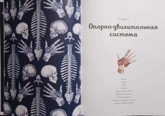 Дженнифер Пакстон: Анатомикум