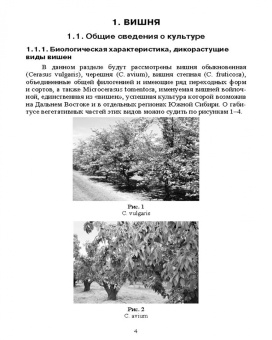 Константин Лактионов: Частное плодоводство. Косточковые культуры. Учебное пособие для СПО