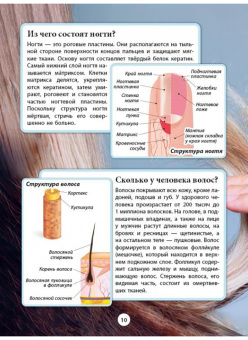 Кошевар, Тамашова: Тело человека