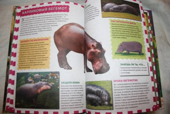 Джунгли. Животные и птицы