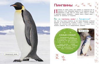 Птицы