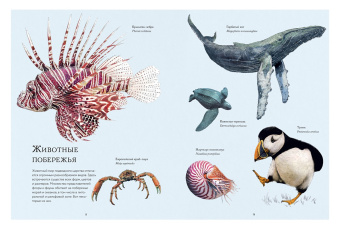 Бен Ротери: Океан и его обитатели