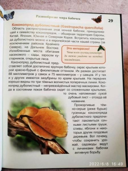 Людмила Соколова: Энциклопедия. Бабочки