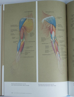 Роберто Ости: Основы анатомии человека. Наглядное руководство для художников