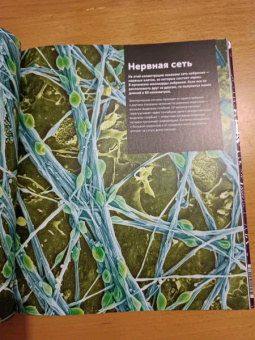 Клейборн, Фарндон, Френд: Анатомия человека. Самая полная современная энциклопедия