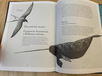 Бен Ротери: Океан и его обитатели