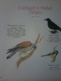 Натали Торджман: Птицы
