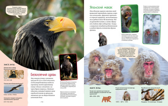 Кристин Балле: Яркий мир животных