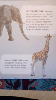 Ирина Зартайская: Когда твой папа тигр