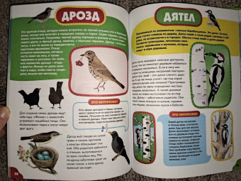 Анна Забирова: Птицы для самых маленьких