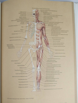 Роберто Ости: Основы анатомии человека. Наглядное руководство для художников
