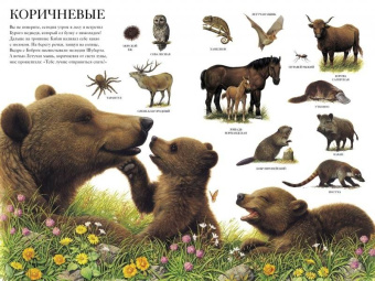 Селин Потард: Большой атлас животных