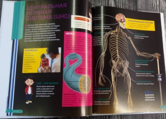 Человеческое тело. Энциклопедия для мальчиков и девочек