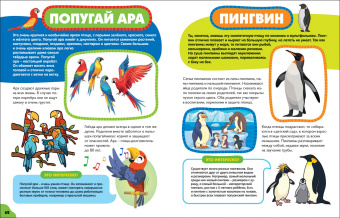 Анна Забирова: Птицы для самых маленьких
