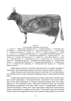 Федотов, Авдеенко, Белозерцева: Ветеринарная маммология. Учебник