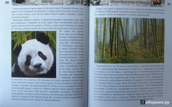 Ярослава Соколова: Хочу знать. Медведи