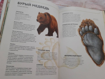 Хольгер Хааг: Лесные животные в натуральную величину