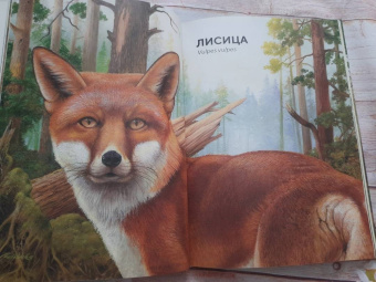 Хольгер Хааг: Лесные животные в натуральную величину