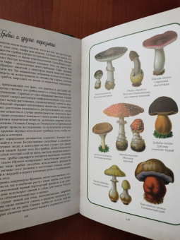 Джилл Дэвис: Тайный язык деревьев