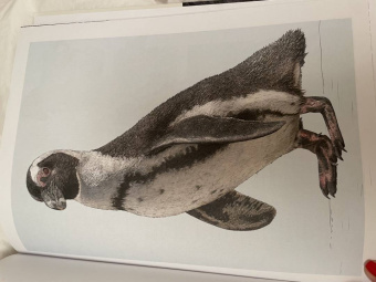 Бен Ротери: Тайны дикой природы