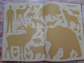 Хольгер Хааг: Лесные животные в натуральную величину