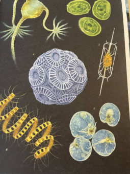 Лавдэй Триник: Океанариум